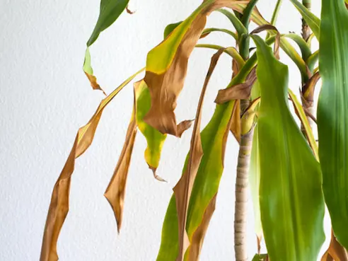 Symptômes de dessèchement des pointes des plantes