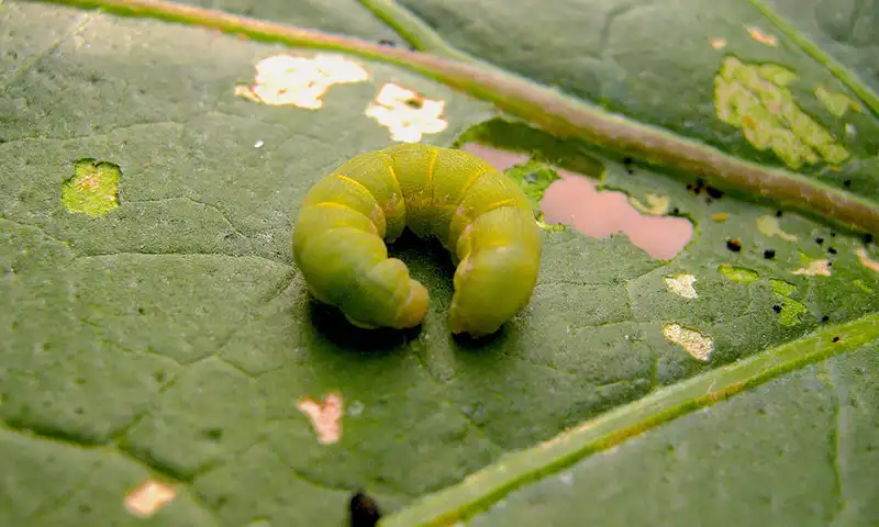 Rosquilla verde o Gardama en Remolacha azucarera: Cómo se reconoce y se trata eficazmente