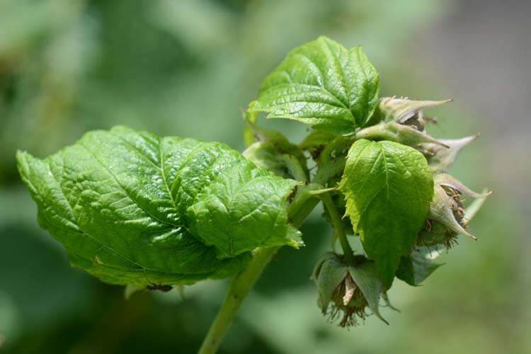 Pulgón grande de la frambuesa: qué es, cómo se origina y cómo eliminar de forma efectiva