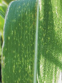 How to recognize and combat corn chlorotic mottle virus (MCMV)