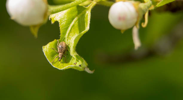 Cleonus on Beetroot: How to Recognize and Treat It Effectively