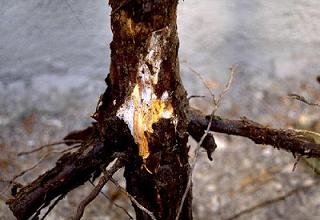 How to recognize and combat white rot or downy rot in pome fruit trees