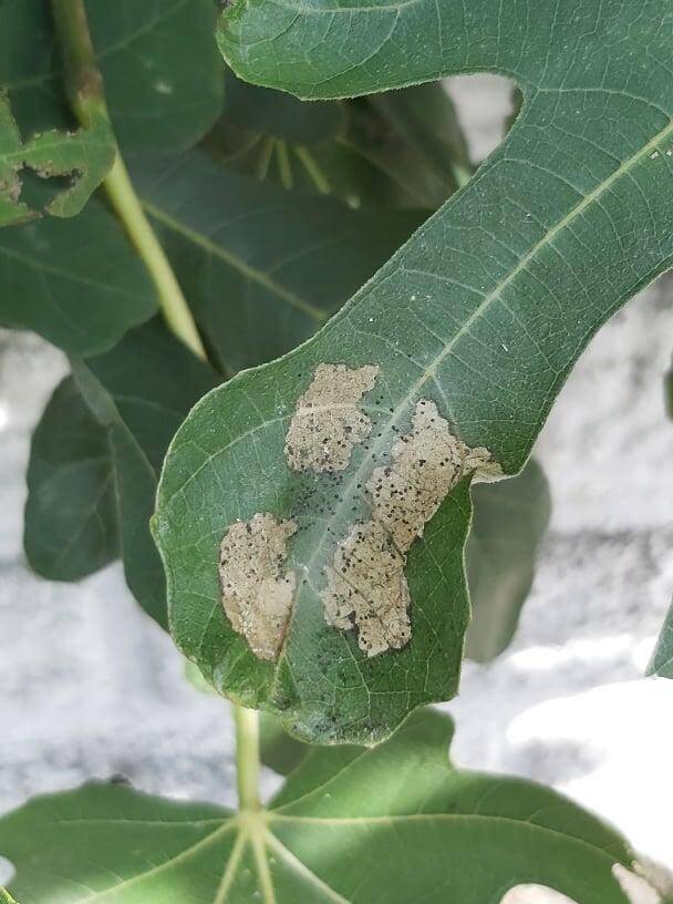 Oruga o polilla de las hojas en higuera | idMicrobe