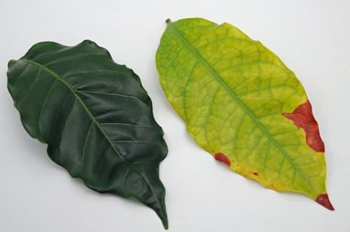 Danos causados pela deficiência de enxofre nas plantas