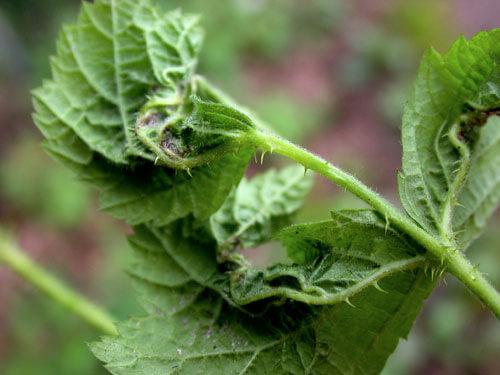 Mosquito o mosca de la agalla: Síntomas y daños en Frambuesa