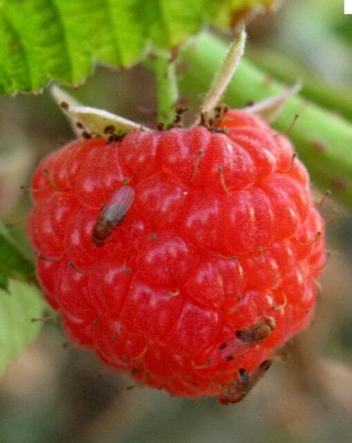 Mosca de la fruta en mora | idMicrobe
