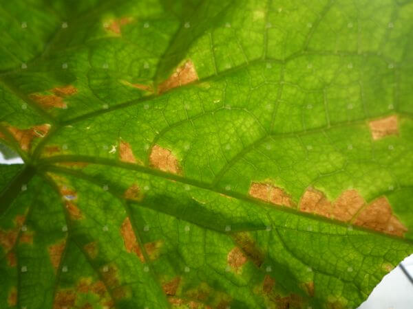 Daños causados por Mildiu en Calabaza