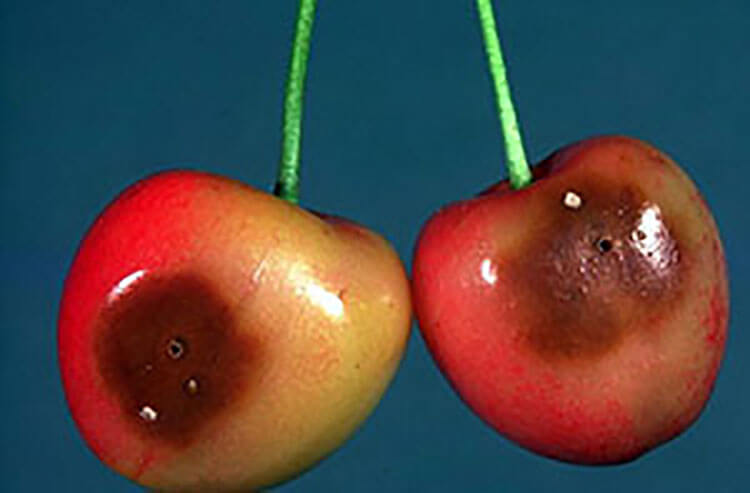 Cherry fruit fly: what it is, how it originates, and how to eliminate it effectively.