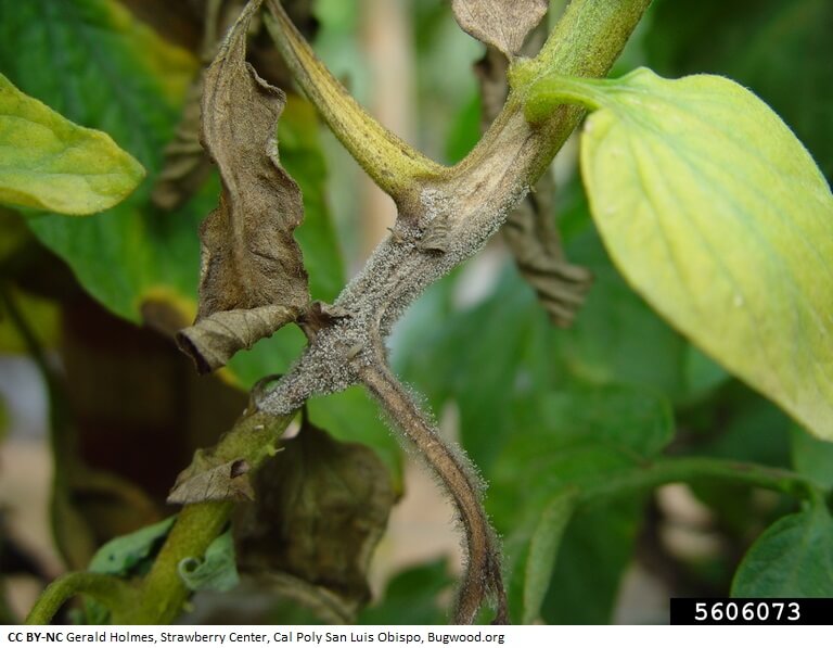 Gray Rot: Symptoms and Damage in Quinoa