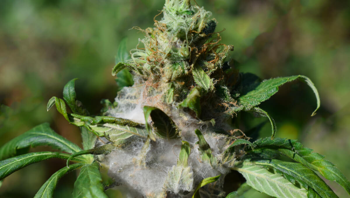 Gray rot in cannabis | idMicrobe