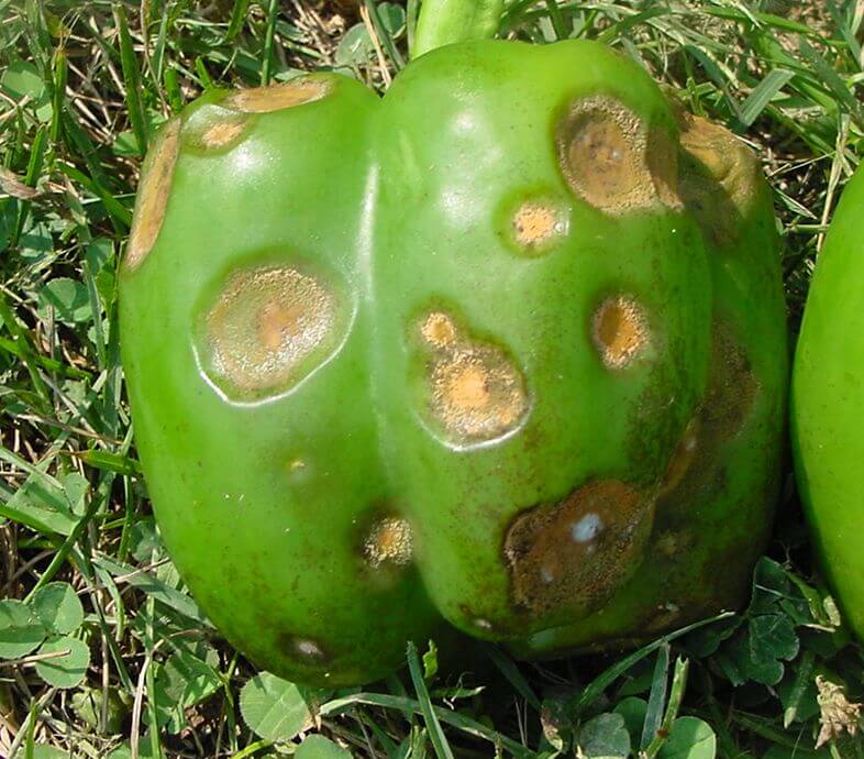 Fruto afectado por hongos con manchas, podredumbre y moho