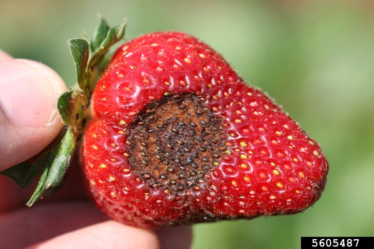 Antracnosis en Berries: Cómo se reconoce y se trata eficazmente