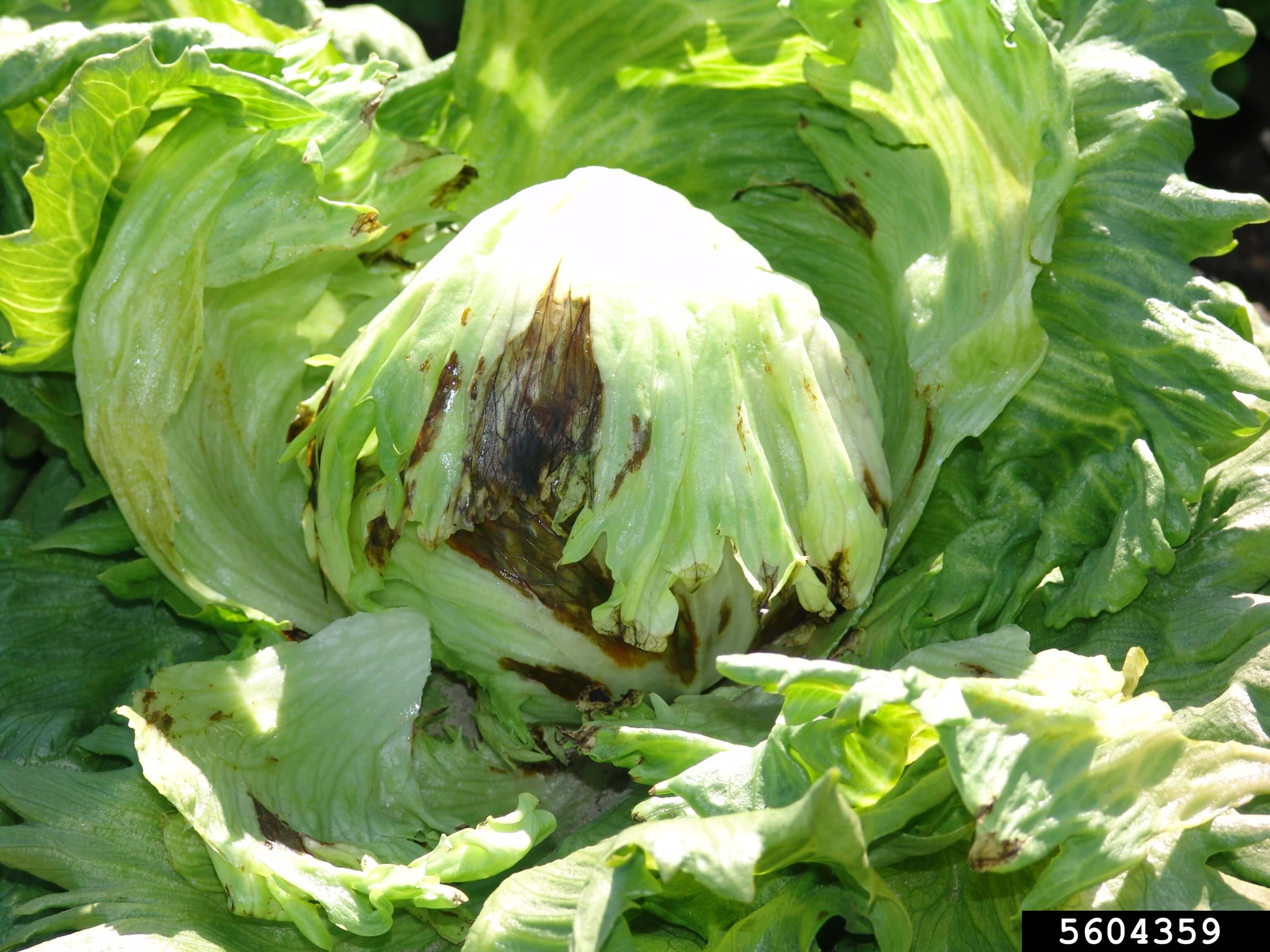 Comment reconnaître et traiter la maladie des veines vernies ou les taches vernies sur la laitue et les plantes similaires