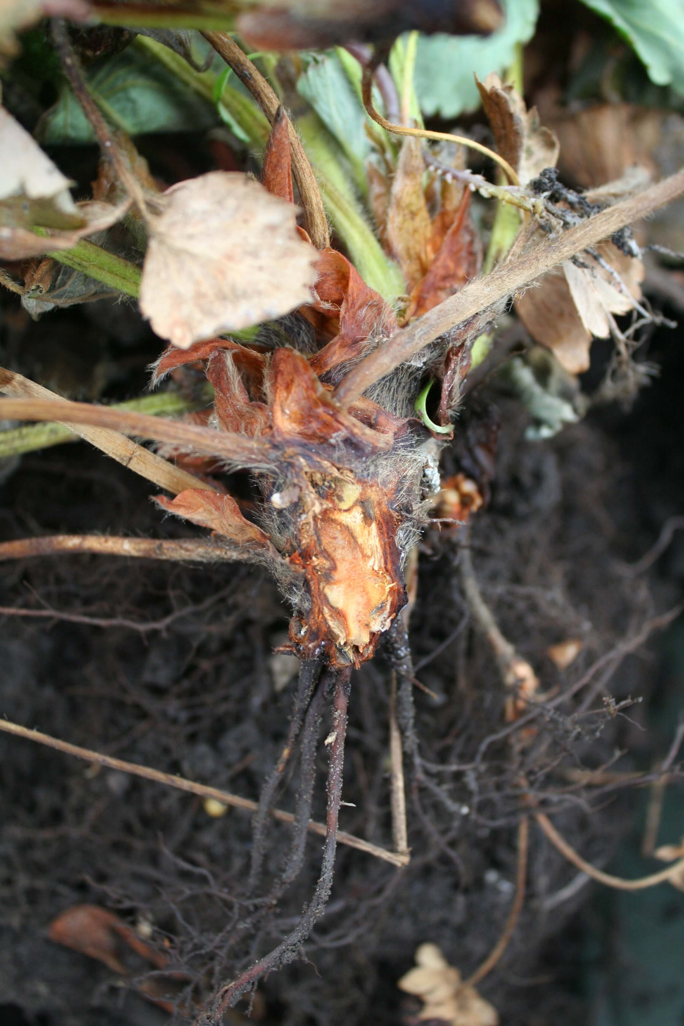 Podredumbre carbonosa: Síntomas y daños en Berries