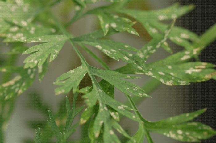 Dégâts causés par les thrips aux carottes