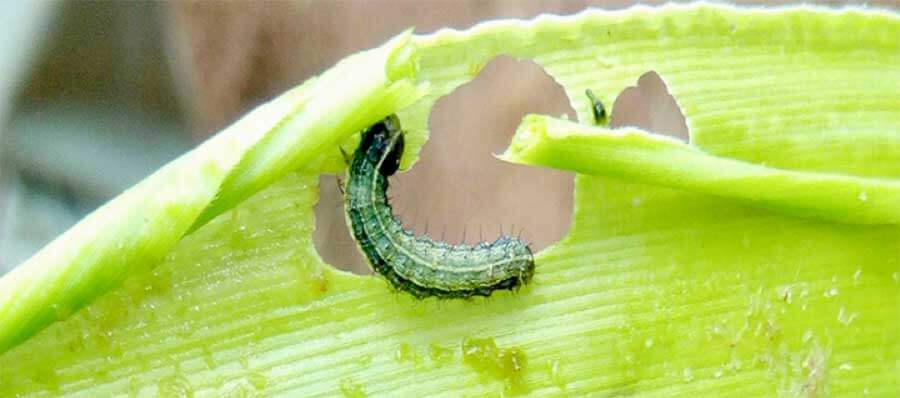 Gusano cogollero en lechuga | idMicrobe