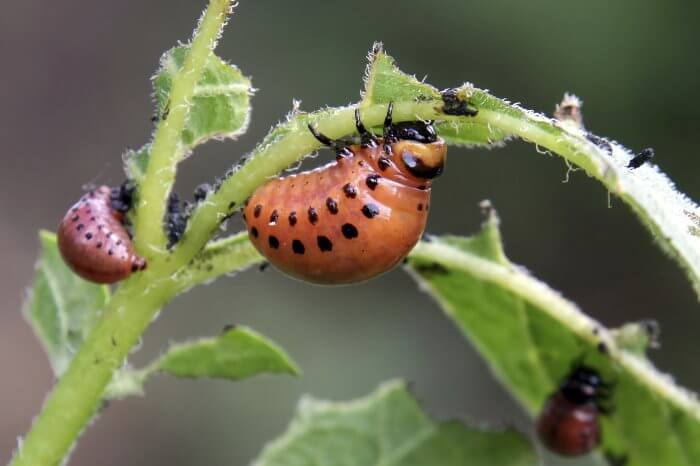 Escarabajo de la patata: Síntomas y daños en Patata