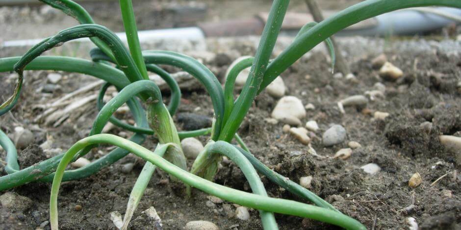 Nematodos de hoja y bulbo: qué es, cómo se origina y cómo eliminar de forma efectiva en cebolla