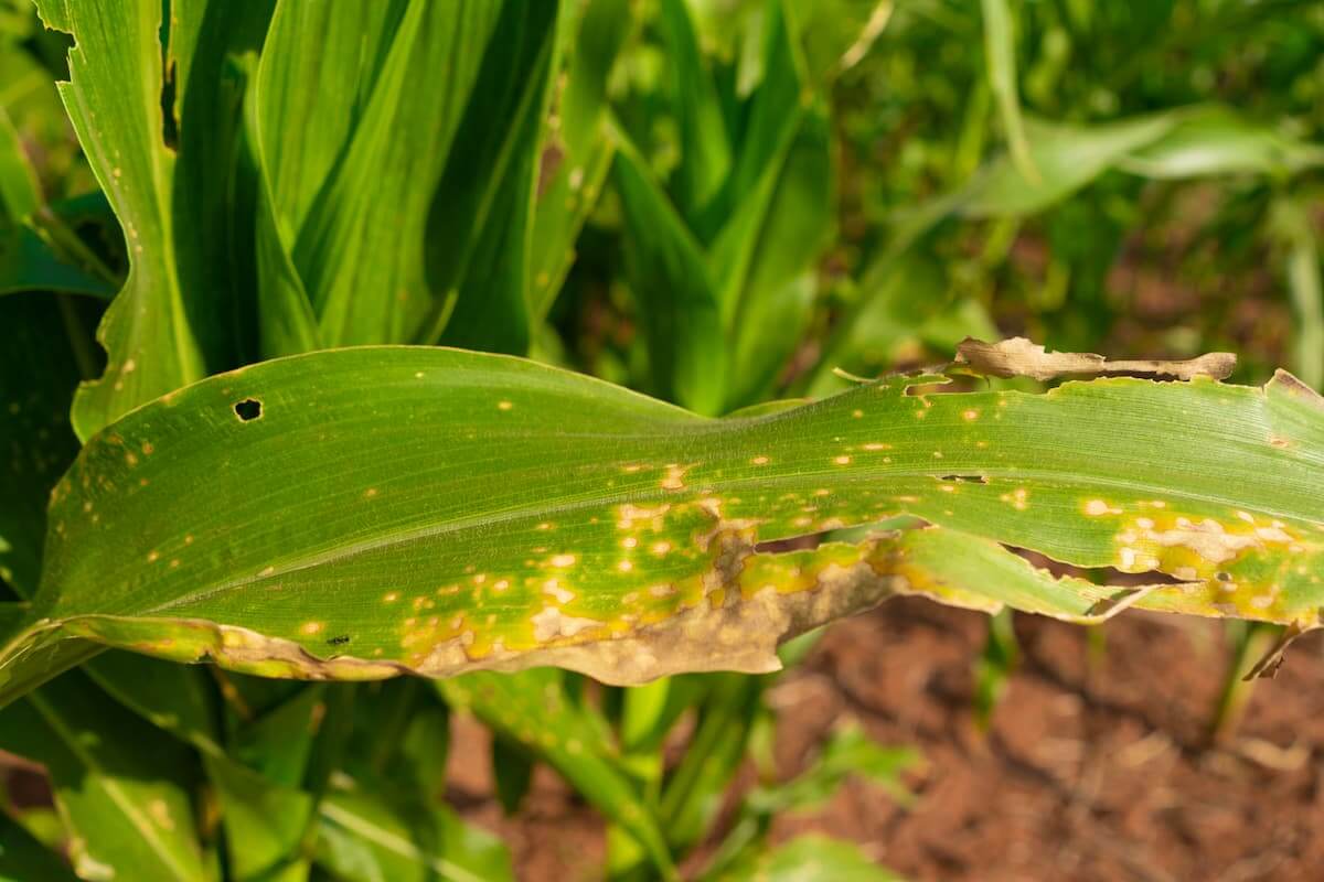 Cicadélidos, chicharritas, saltahojas: Síntomas y daños en Maíz