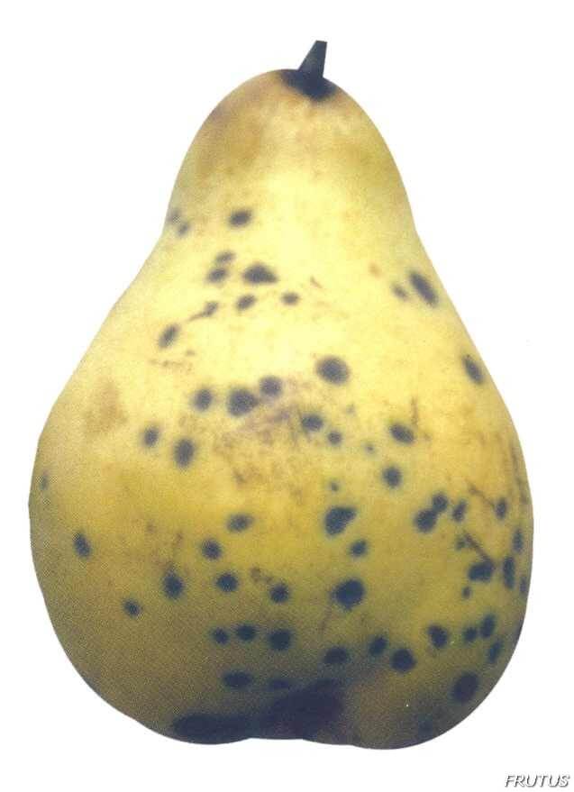 Septoria em pomóideas | idMicrobe