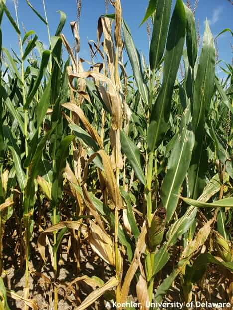 Murcha de fusarium ou acamamento do milho: o que é, como ocorre e como eliminá-la eficazmente.