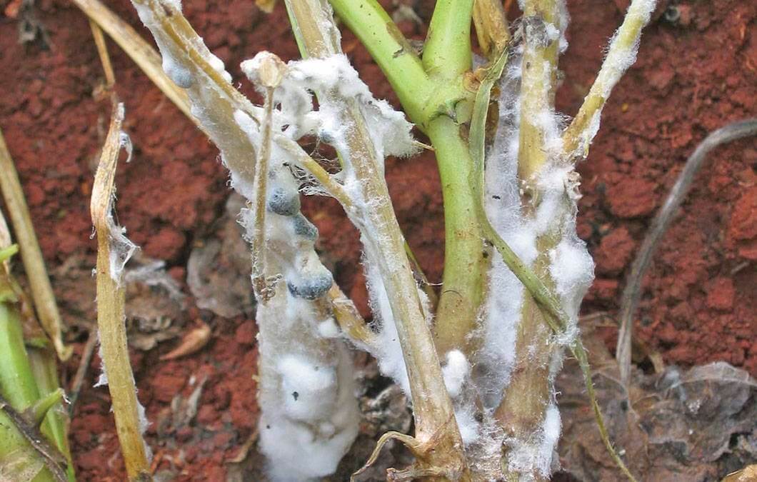 Cómo reconocer y combatir podredumbre blanca en calabaza