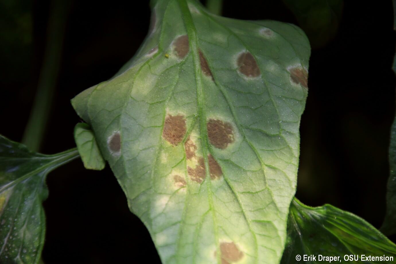 Cladosporiosis: Síntomas y daños en Tomate