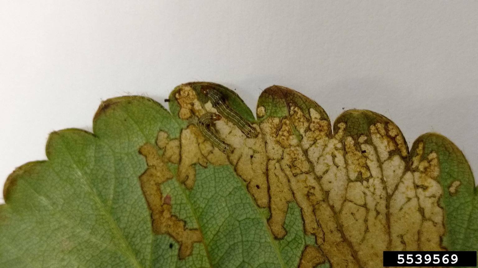 Gusanos en Berries: Cómo se reconoce y se trata eficazmente