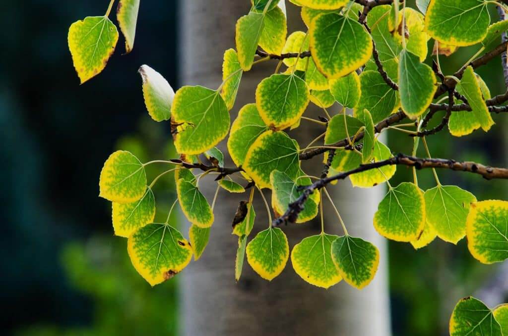Deficiência de potássio nas plantas: sintomas e danos visíveis nas culturas
