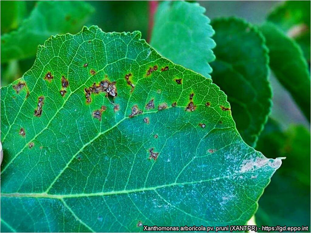 Daños causados por Cranco bacteriano en Albaricoque
