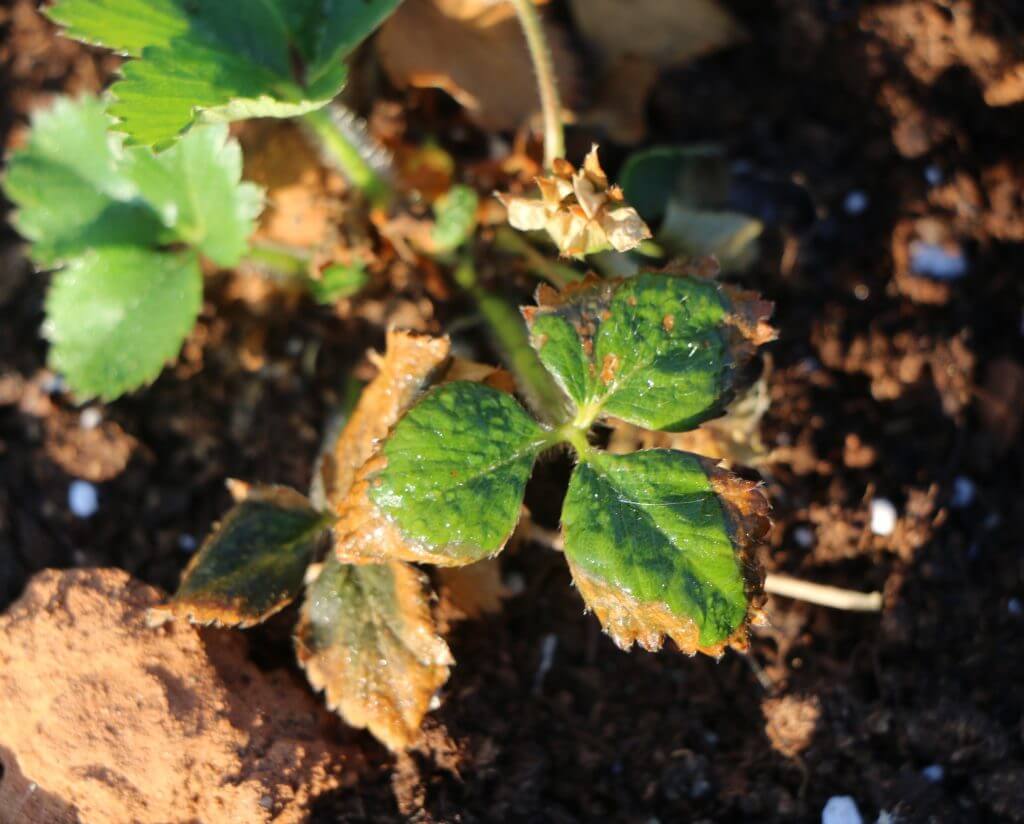 Dégâts causés par la pourriture grise sur les baies