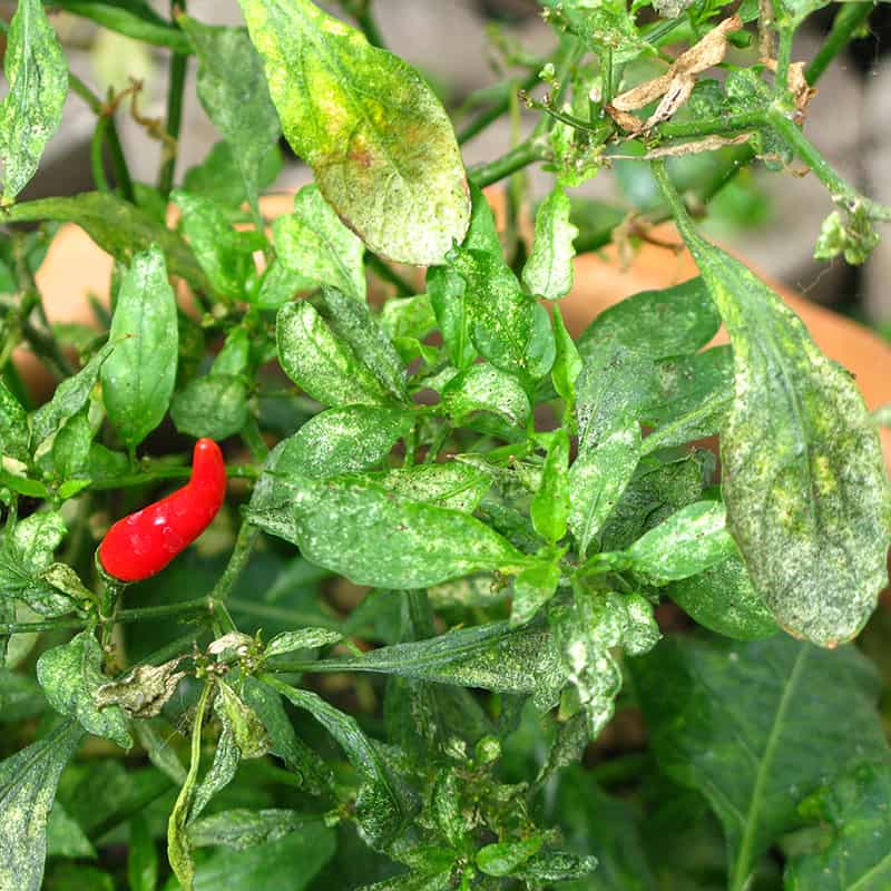Thrips on Peppers: How to Recognize and Treat Them Effectively