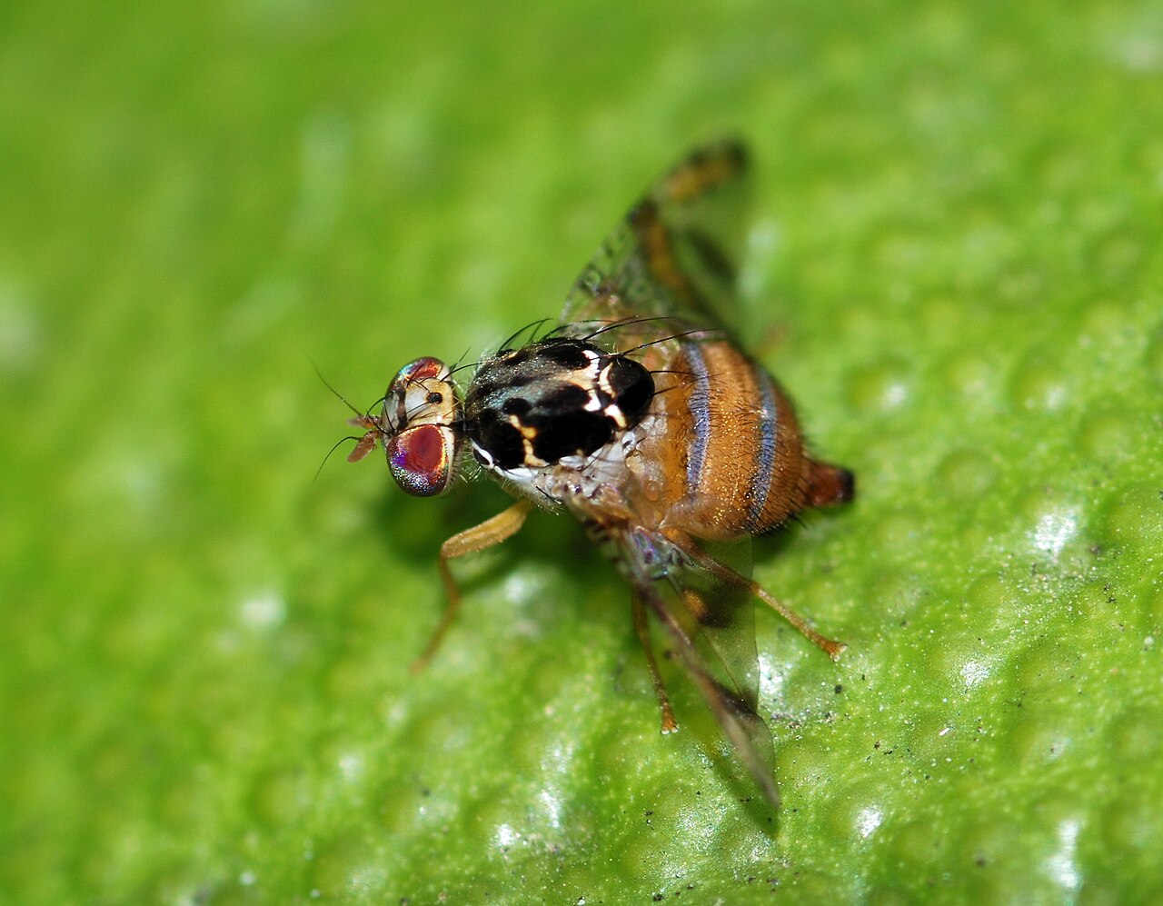 Mosca mediterránea en frutos: Cómo se reconoce y se trata eficazmente