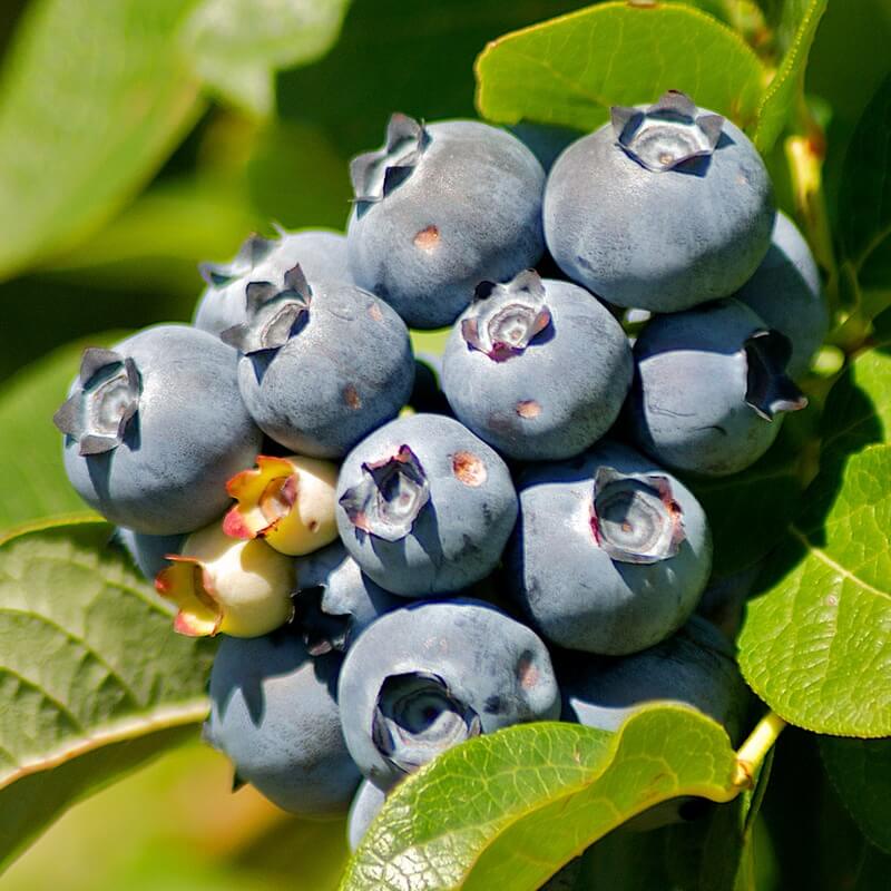 Fruit flies in berries: How to recognize and treat them effectively
