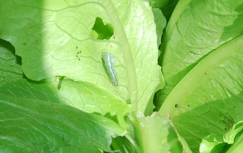 Damage caused by the Grey Bollworm in Lettuce and similar crops