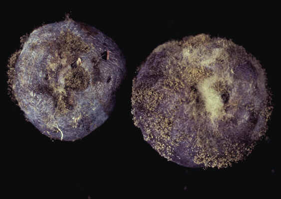 Gray Rot: Symptoms and Damage in Blueberries
