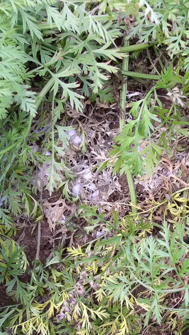 Podridão branca: sintomas e danos em cenouras