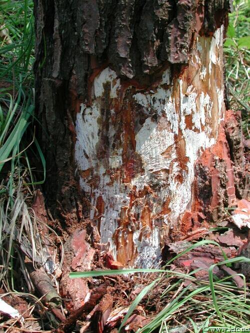 White or downy rot in pome fruit trees | idMicrobe