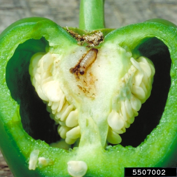 Fruto afectado por gorgojos con agujeros y daños en la superficie