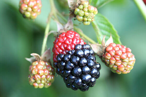 Acarien des fruits rouges sur les mûres | idMicrobe