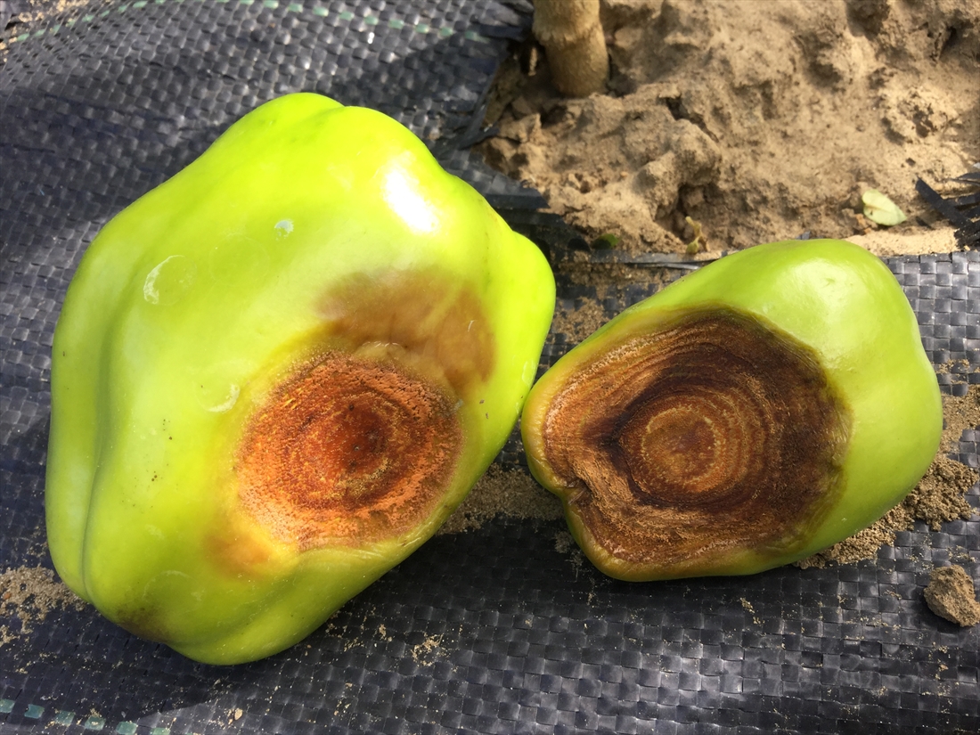 Fruit affected by anthracnose with dark spots and sunken lesions