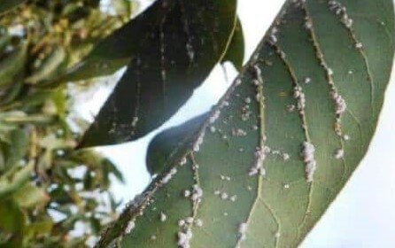 Cochonilha do abacate: sintomas e danos aos abacates