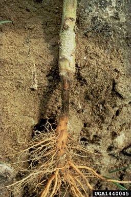 Pudrición de la mazorca por Rhizoctonia: Síntomas y daños en Maíz