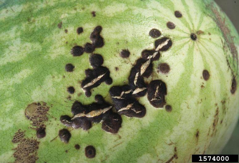 Anthracnose des cucurbitacées (peau non comestible) : comment la reconnaître et la traiter efficacement
