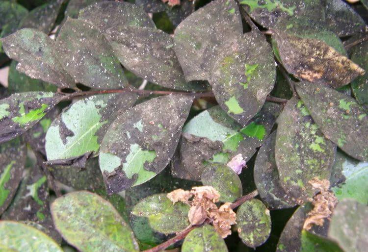 Negrilla o fumagina: Síntomas y daños en Frutales de pepita