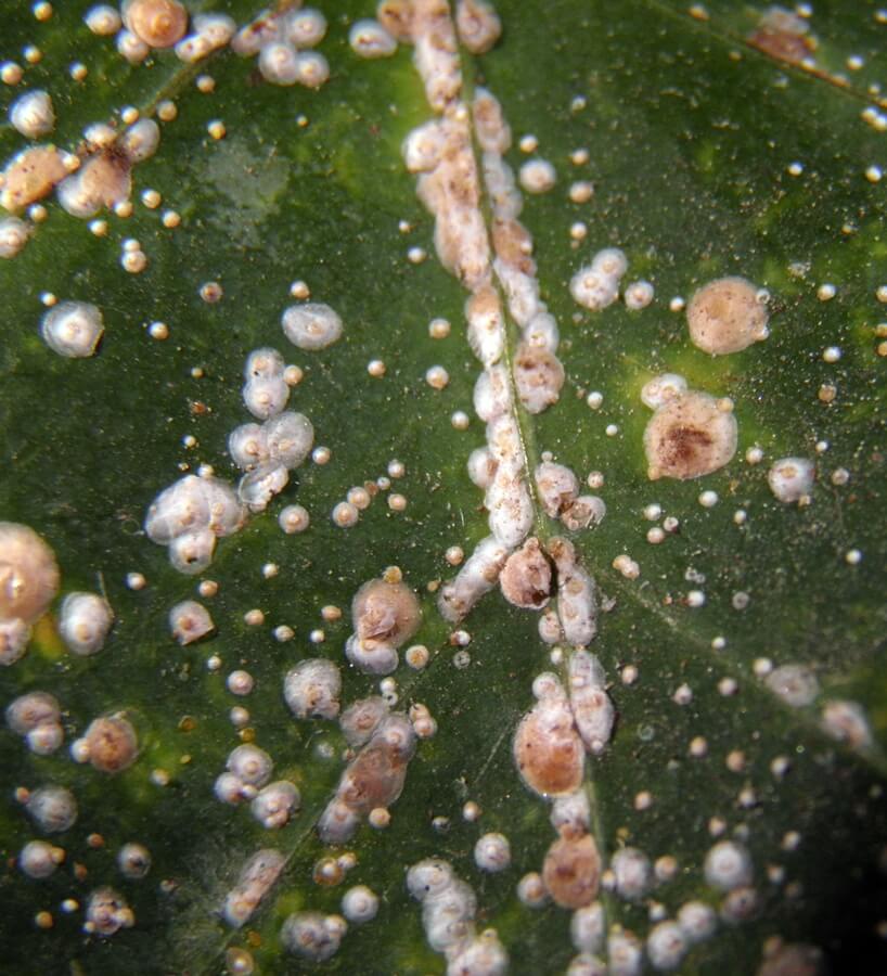 Daños causados por Lapillas o escamas o piojo blanco en Platanera