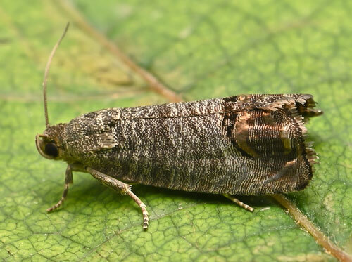 Carpocapse : symptômes et dégâts sur le maïs