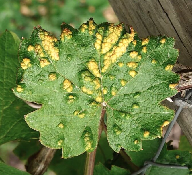 Sintomas, tratamentos e recomendações para tratar a erinose