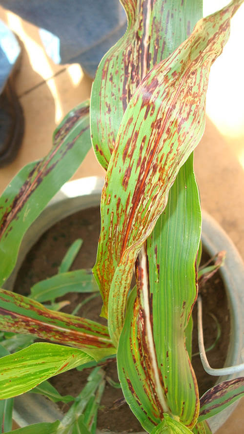 Johnsongrass mosaic virus (JGMV) in corn | idMicrobe