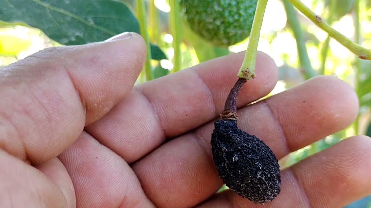 Danos causados pelo anelamento do caule em abacates